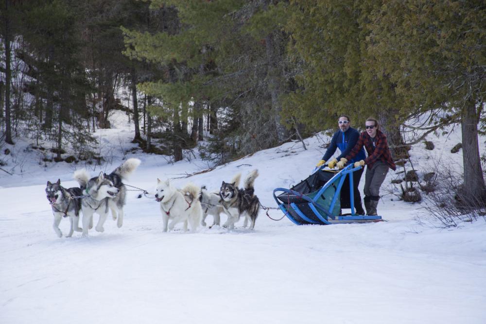 Dogs running a full speed as people hold onto their dog sled.