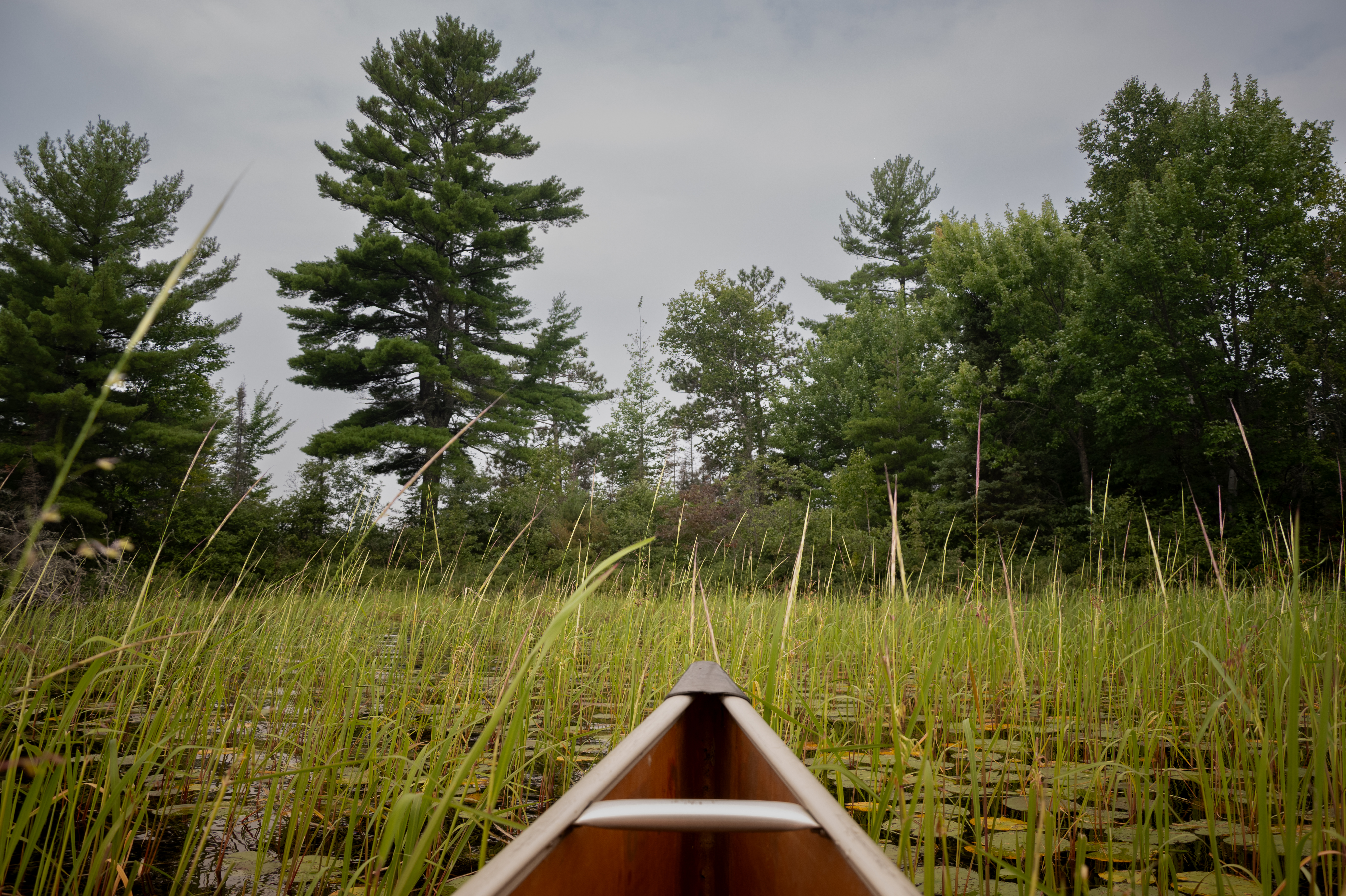 Wild rice growing in the Boundary Waters
