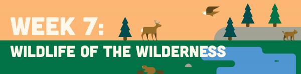 Banner reading "Week 7: Wildlife of the Wilderness"