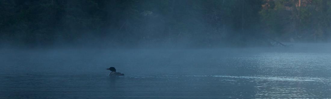 Loon in wilderness lake 