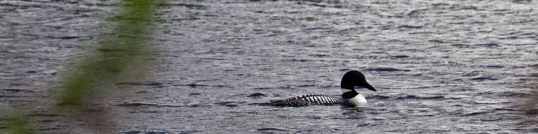 A loon swimming on a Boundary Waters lake