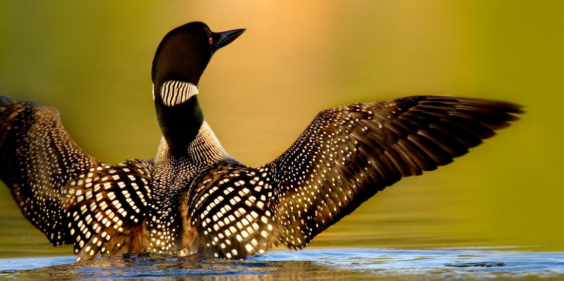 Loon with outstretched wings