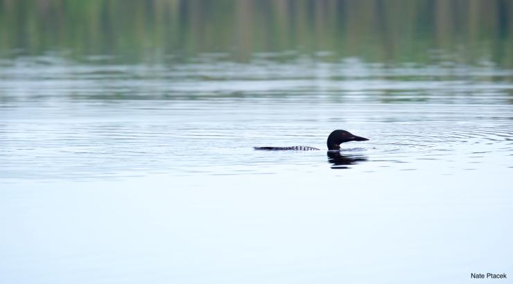 A picture of a loon on a Boundary Waters lake