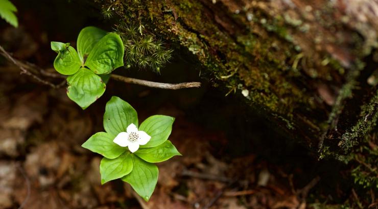 A close-up photo of a white flower blooming next to a mossy log. (Photo Credit: Nate Ptacek)