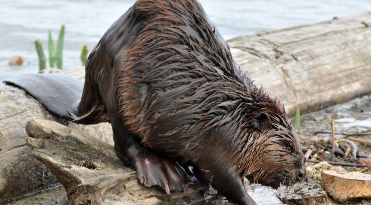 North American Beaver