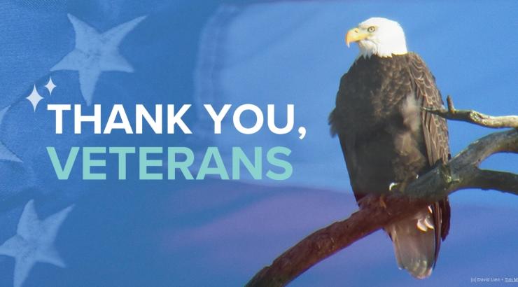 Eagle sits on branch. Subtle american flag overlay. Says "thank you veterans"