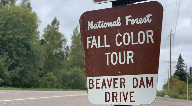 Brown national forest sign reading "National Forest Fall Color Tour Beaver Dam Drive"