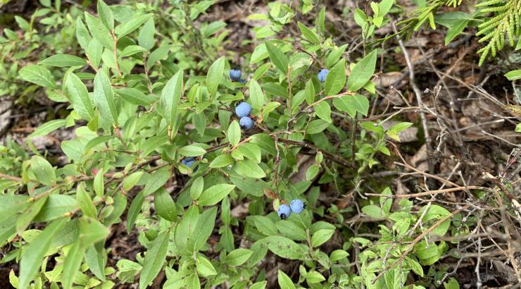 An image of wild blueberries on a bush in the Boundary Waters