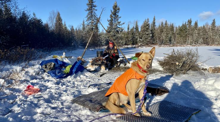 dog sitting on camping gear on top of snow