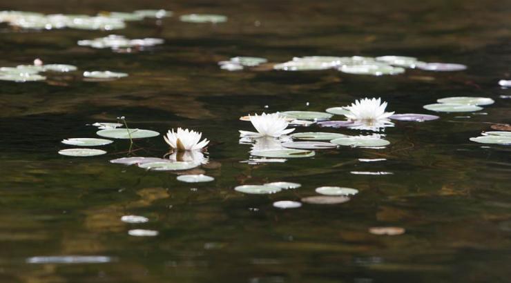Photo of lillies on water