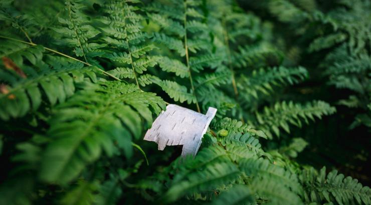 A small strip of birch bark rests on top of the fronds of a fern 