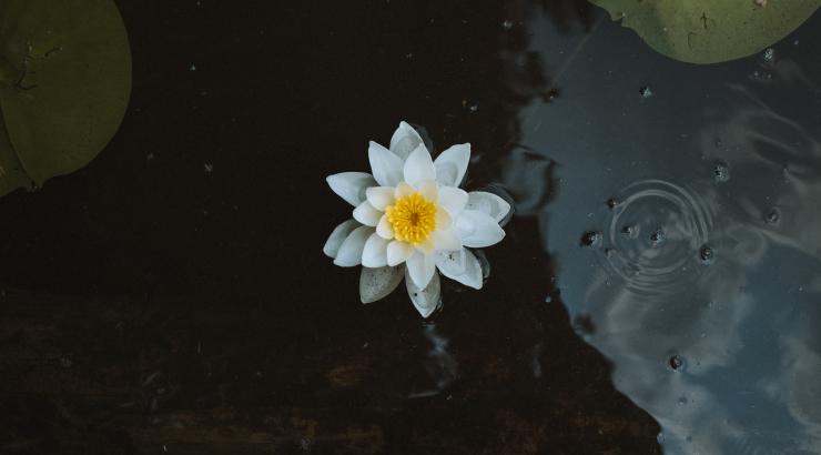 An image of a white flower floating between two lily pads in the Boundary Waters; the photo is shot directly above the flower with raindrops falling around it.