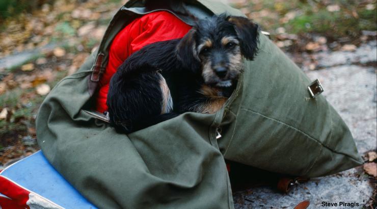 A dog sits in a canoe pack during a trip to the Boundary Waters