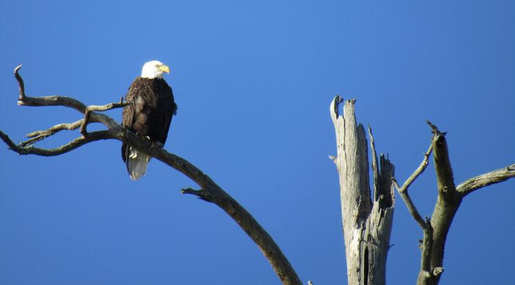 An eagle sits in the top of a snag against a blue sky.