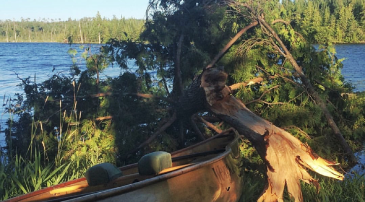 Photo of tree knocked over right next to a canoe