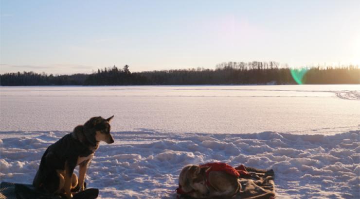 Photo of a sled dog sitting on snow looking at another sled dog lying down