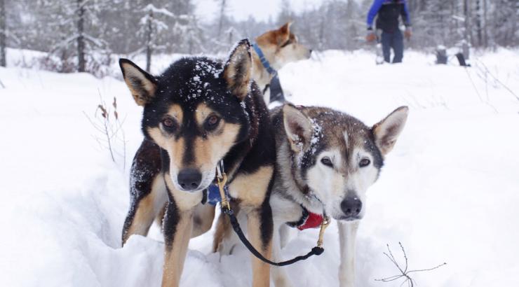 Photo of 2 sled dogs in snow