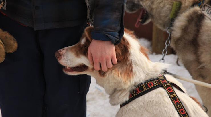 A student pets a sled dog.