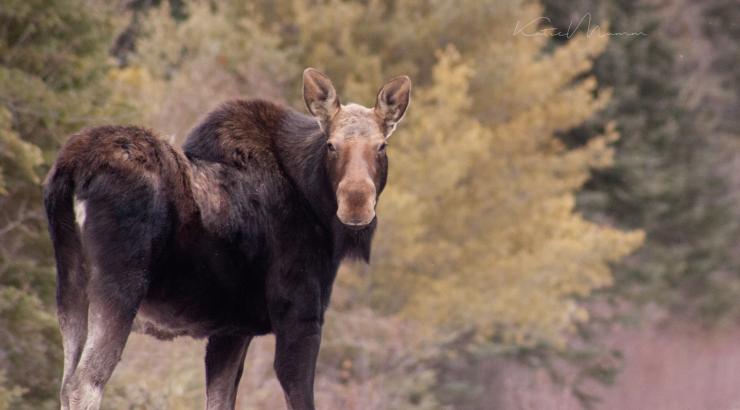 photo of moose looking at camera