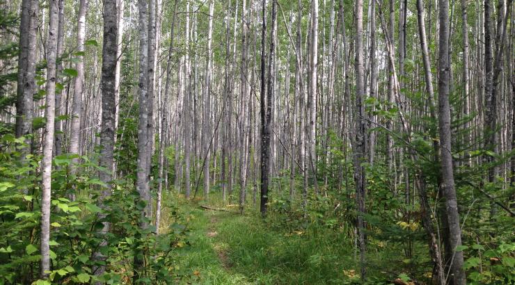 Birch trees in a forest