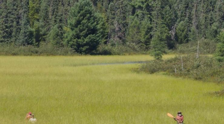 Photo of 3 people canoeing through wild rice