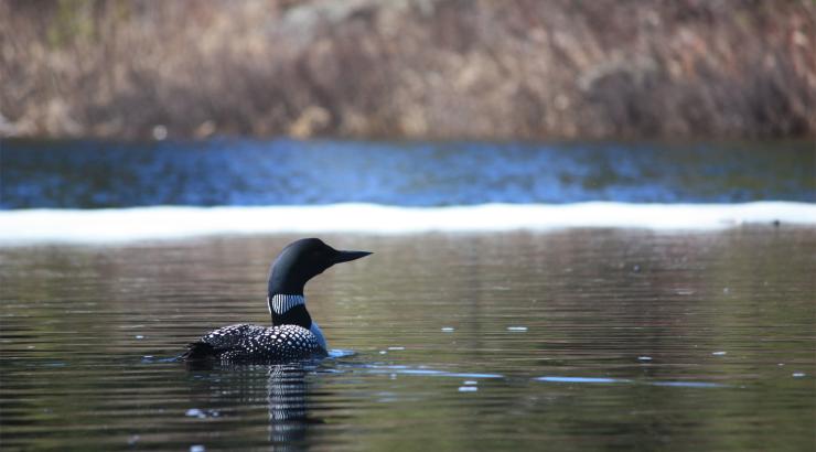 Loon on still water