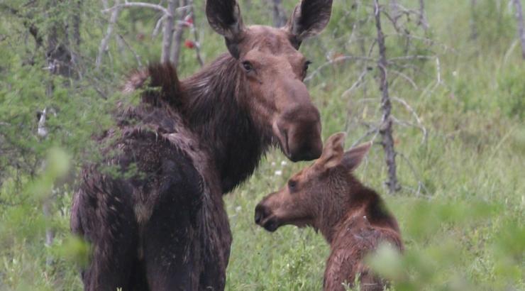 2 moose looking back