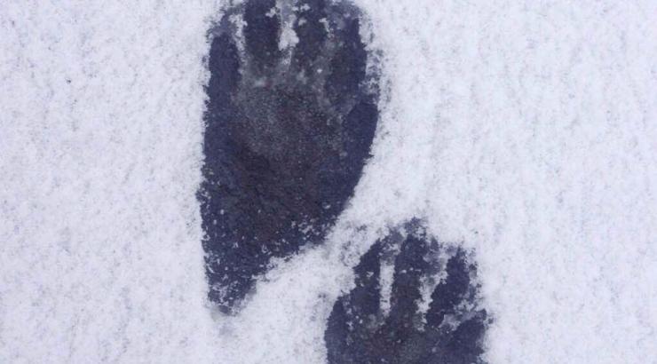 Photo of 2 paw prints in snow on ice