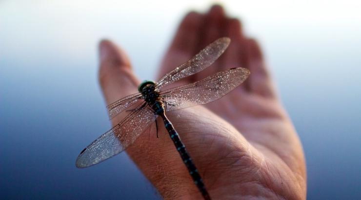 Dragon fly resting on hand (photo credit Nate Ptacek)