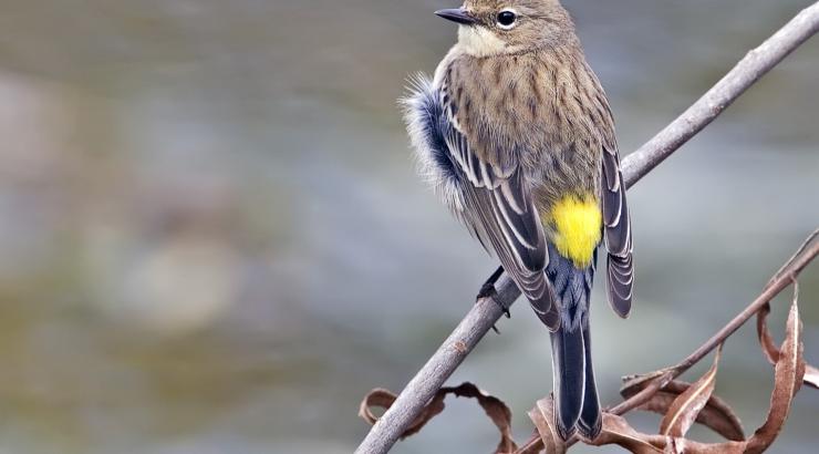 yellow rumped warbler