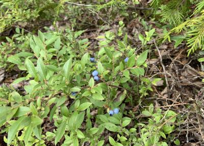 An image of a wild blueberry bush in the Boundary Waters