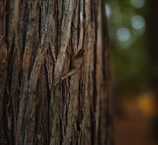 Tree close up of bark