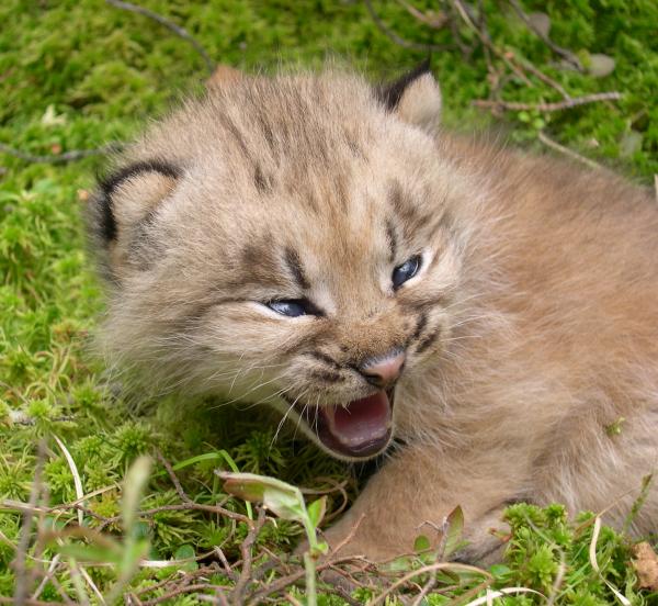 Baby Canada Lynx in the Boundary Waters