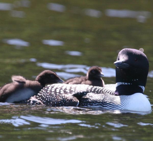 Common Loon with babies in the Boundary Waters