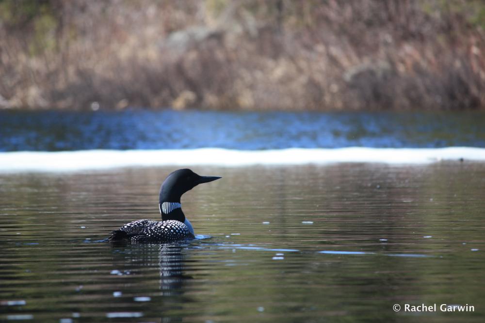 A loon swims through a Boundary Waters lake