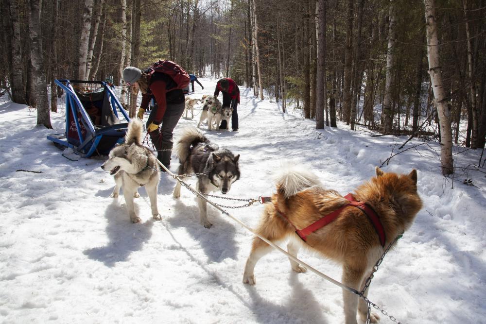 A person fixing the lines on a dog sled.
