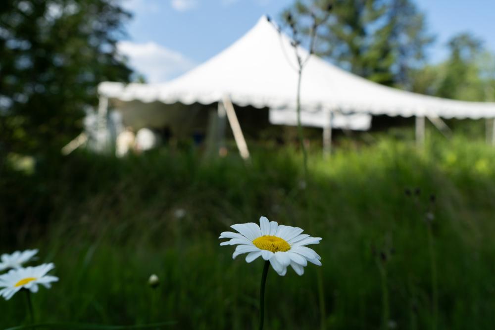 flower in front of tent