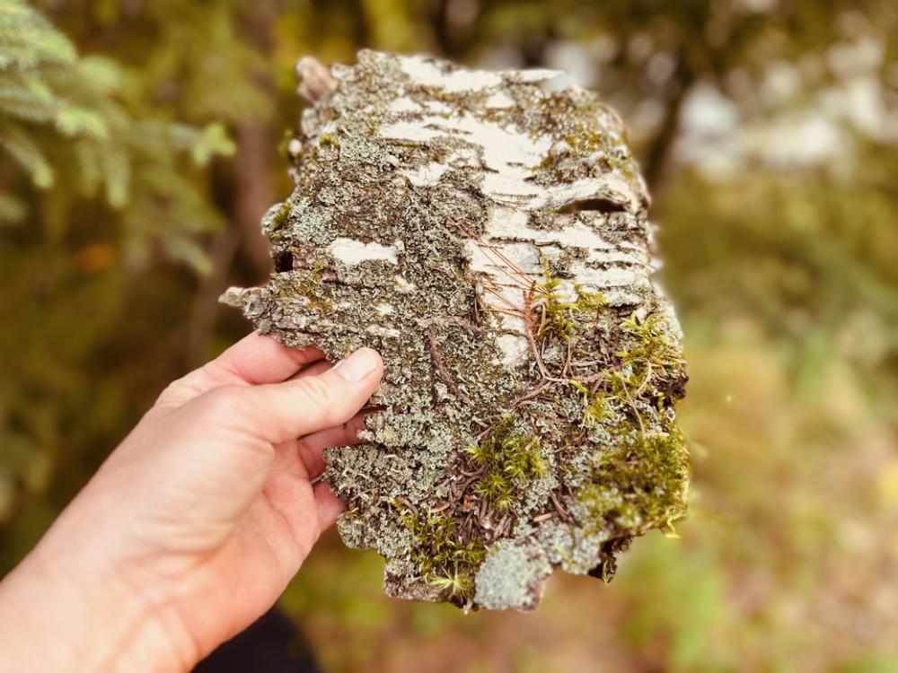 A person is holding a beautiful piece of birchbark covered in moss. 