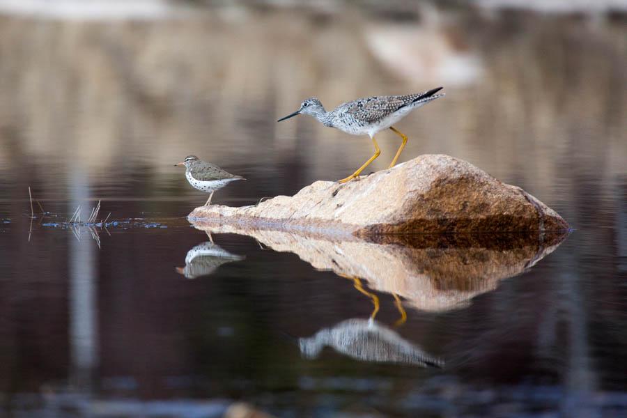 Two birds on a rock