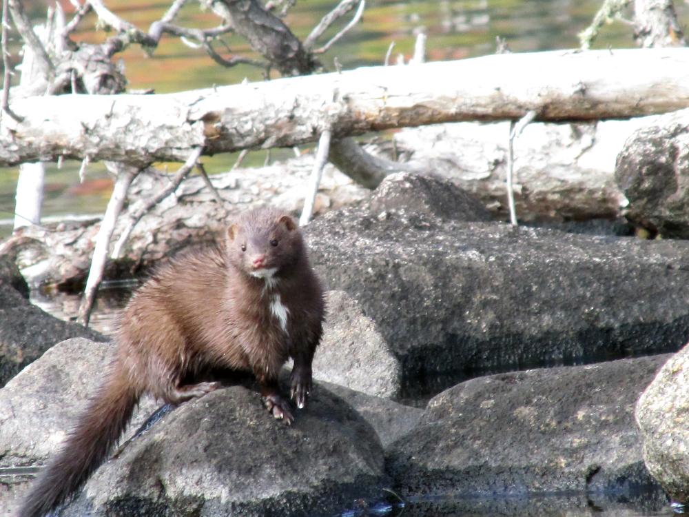 A curious mink explores along a shoreline. 