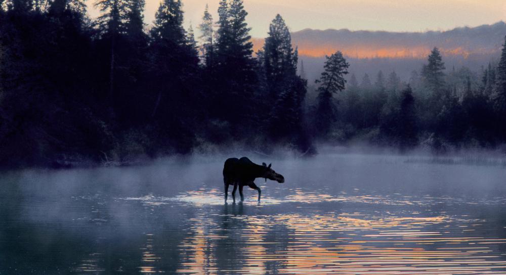 A moose wades through a fog-covered lake