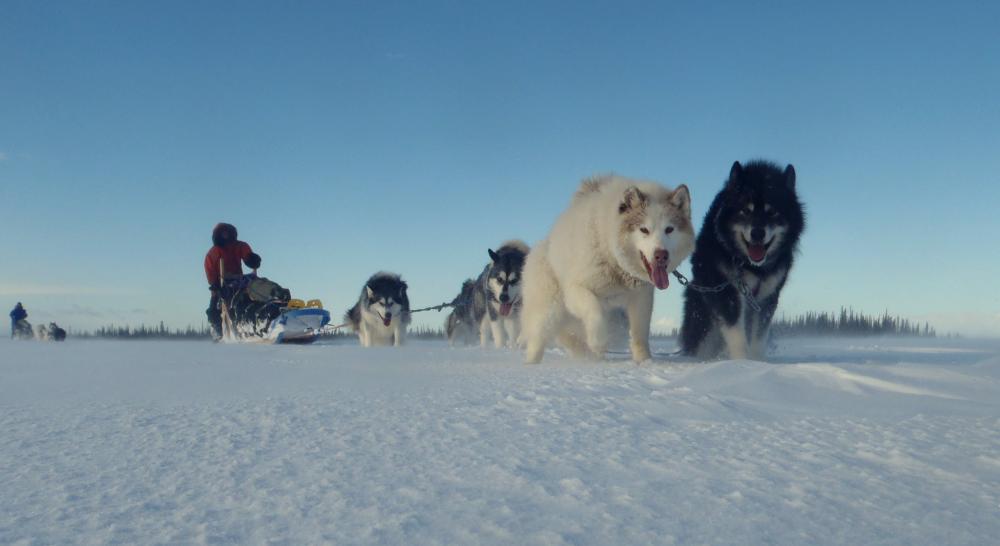 The Freemans travel by dog sled team during their Year in the Wilderness adventure advocacy project.
