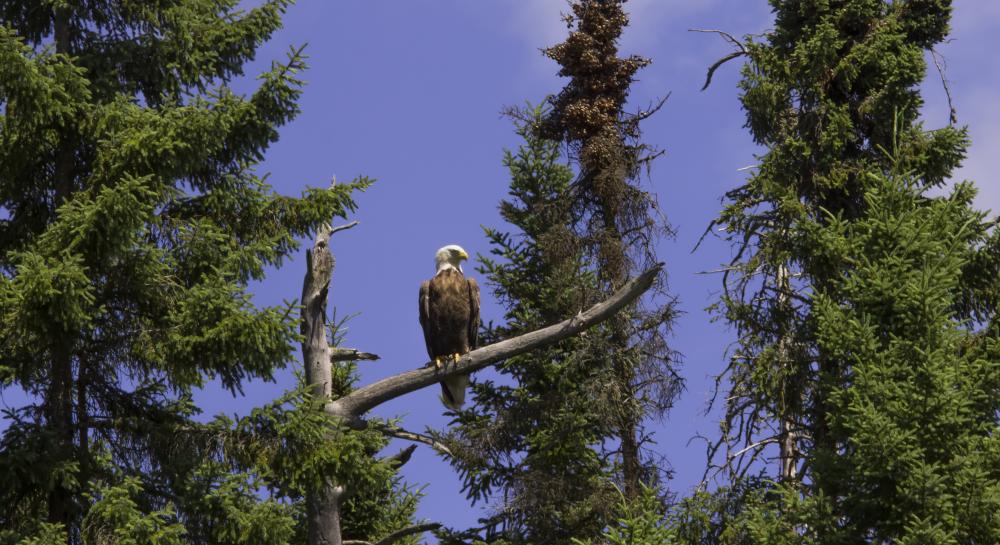 A bald eagle perches on a tree branch
