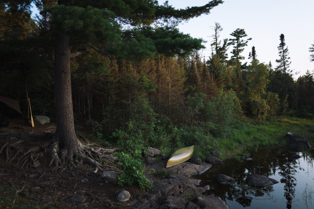 Canoe next white pine on wildernes lake 