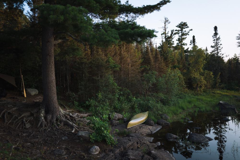 Canoe next white pine on wildernes lake