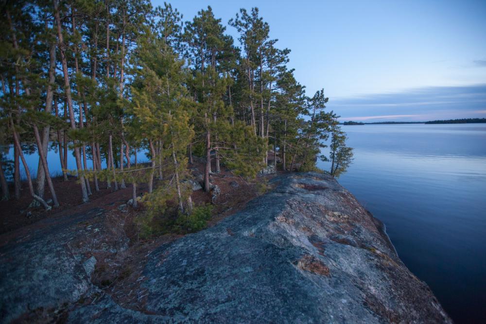 An image of a Boundary Waters shoreline, showing the pine trees lining the lake
