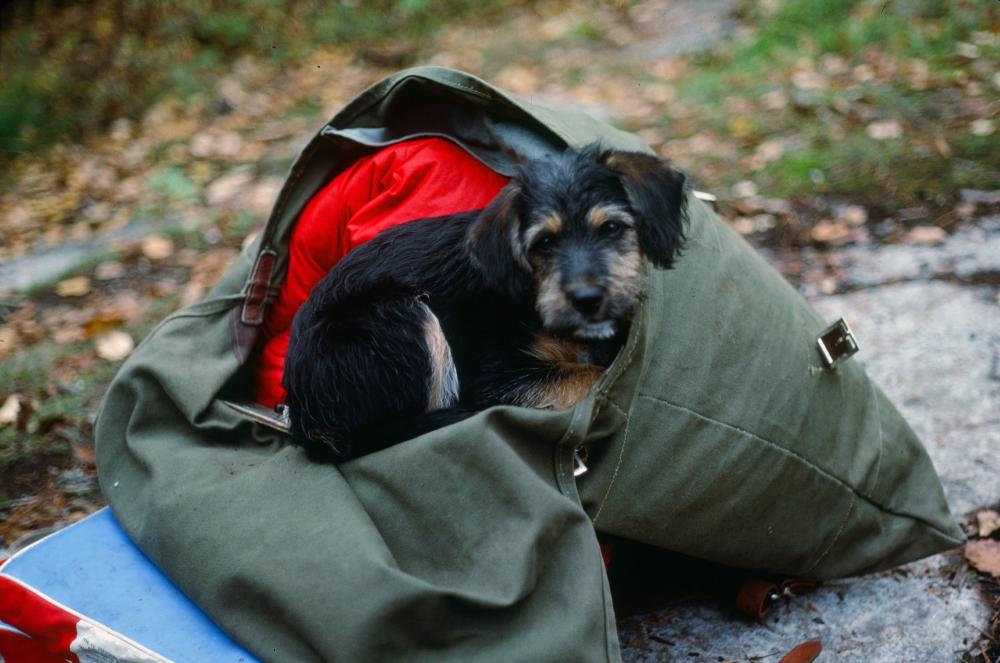 A small, black and brown puppy rests in a portage pack