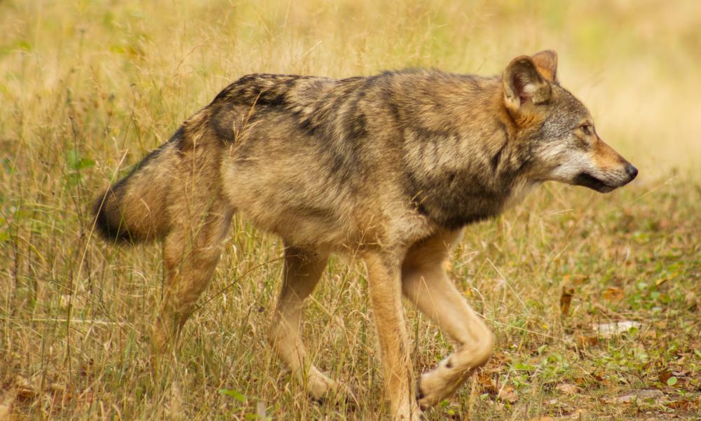 A gray wolf in an open field approaches something outside of the photo frame