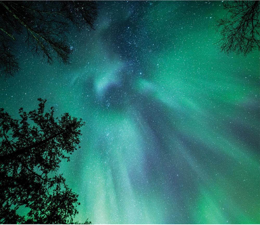 The aurora borealis fills the night sky above the treetops. [o] Alex Falconer