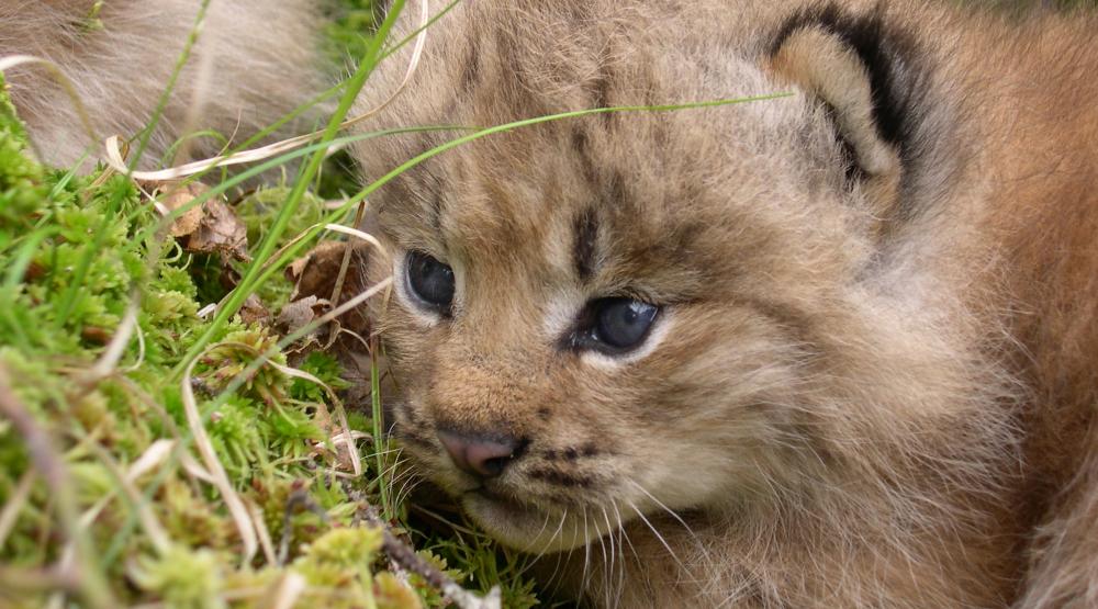 A baby lynx lays on a pile of grass